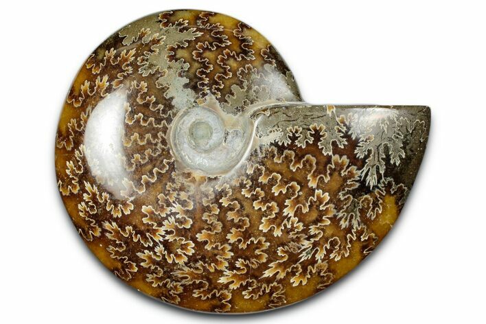 Polished Ammonite (Cleoniceras) Fossil - Madagascar #344291